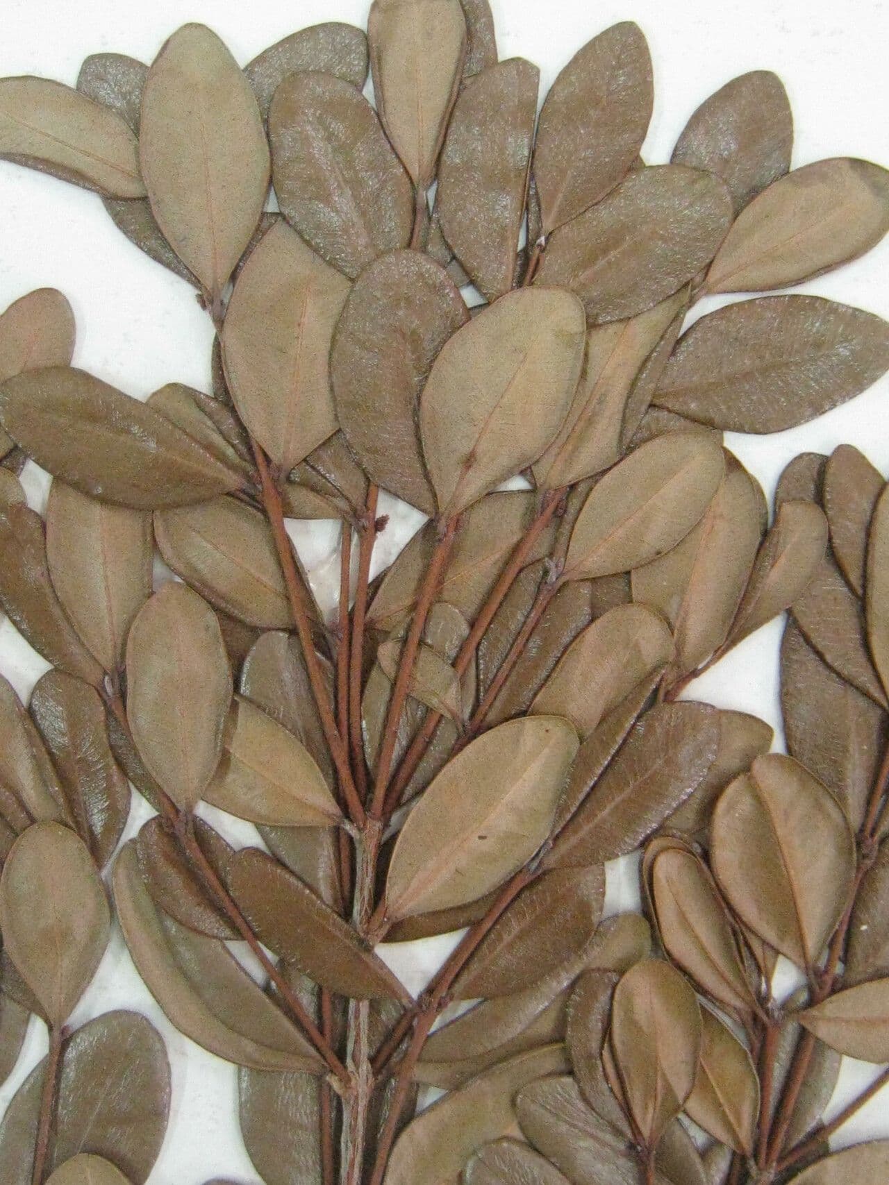 Myrcia 5