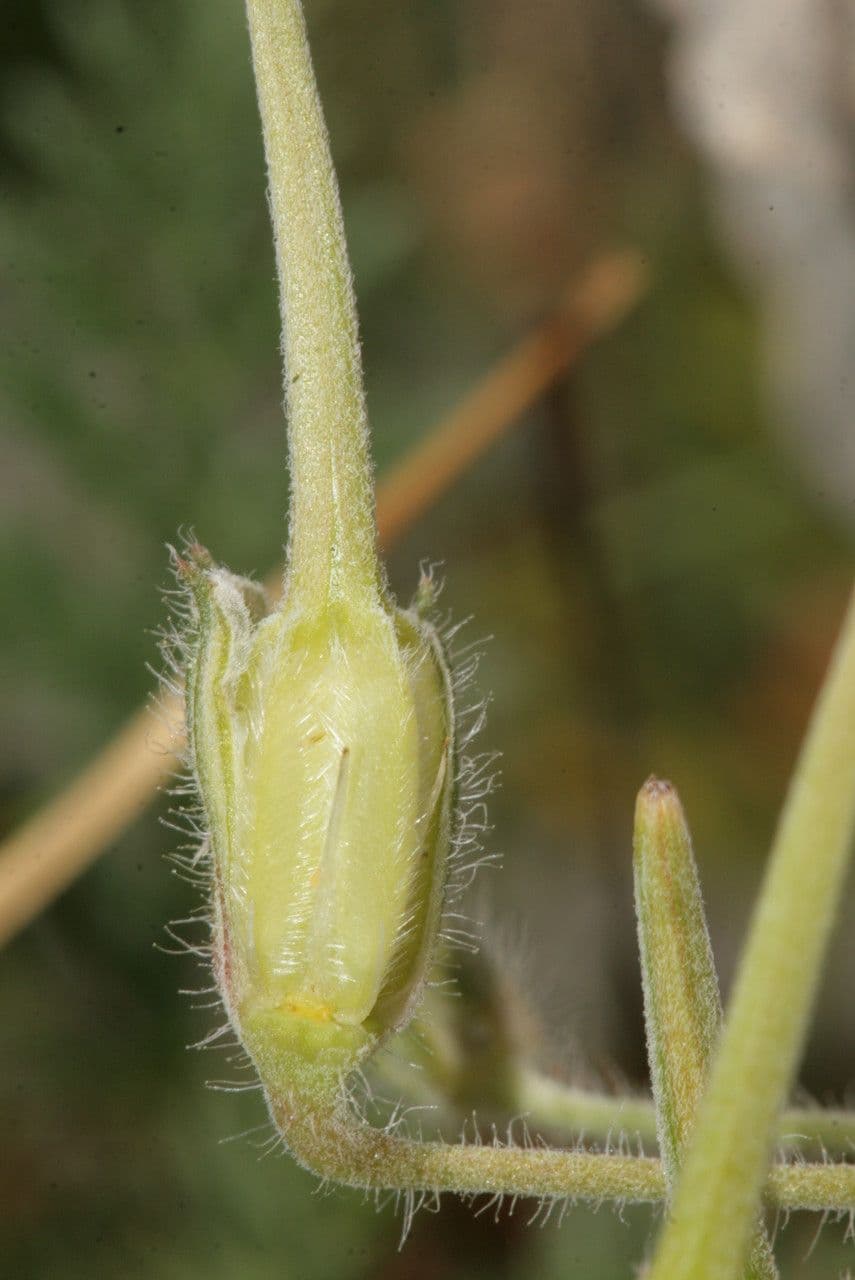 Stinkender Storchschnabel 3