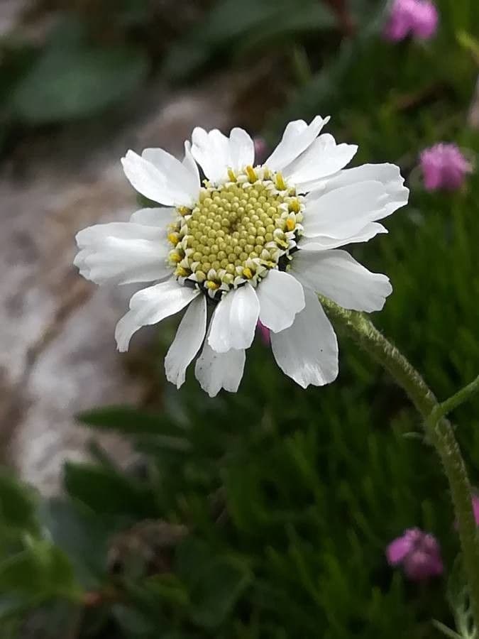 Achillea 5
