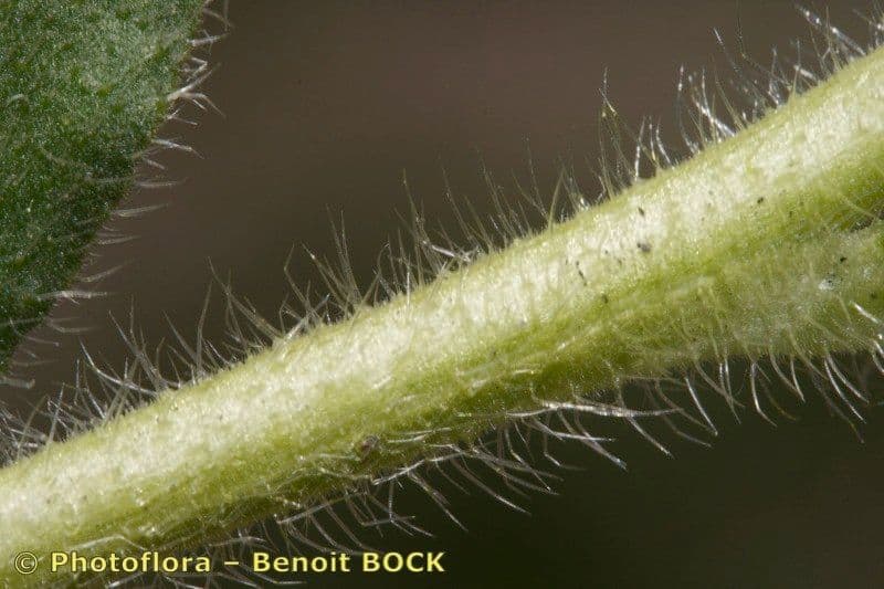 Onosma 3