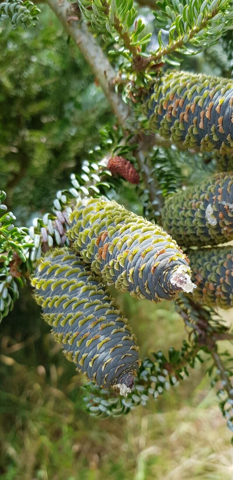 Abete drago 5