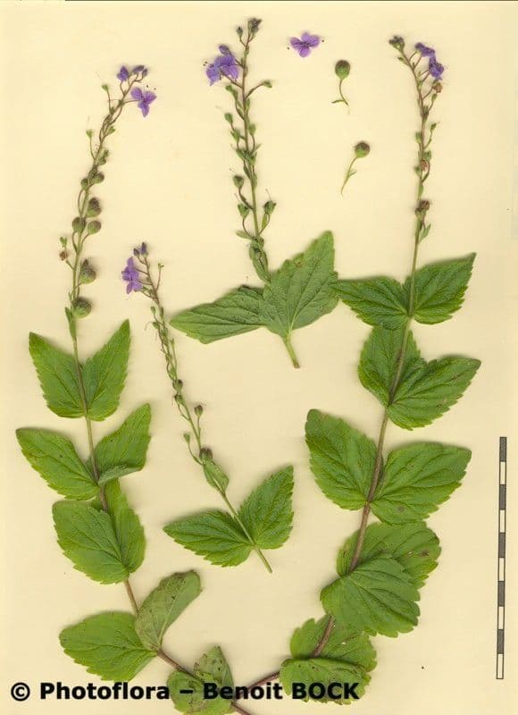 Veronica ponae 23