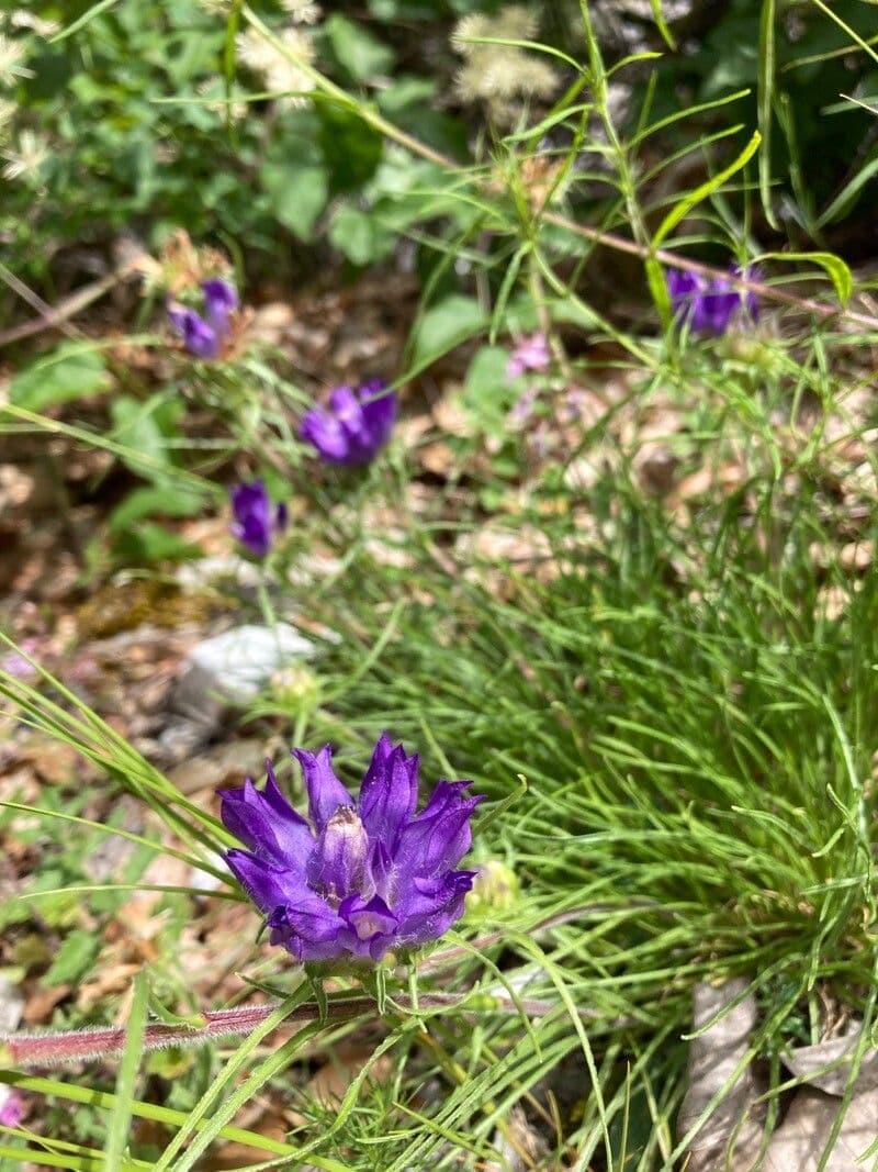 Edraianthus