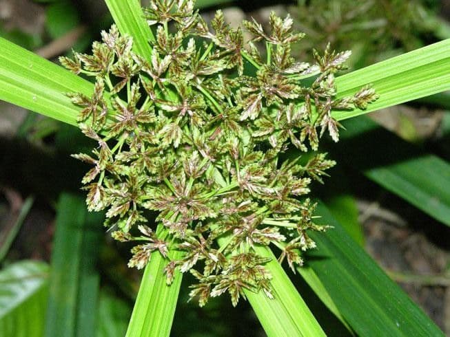Miliifolius Zypergras 5