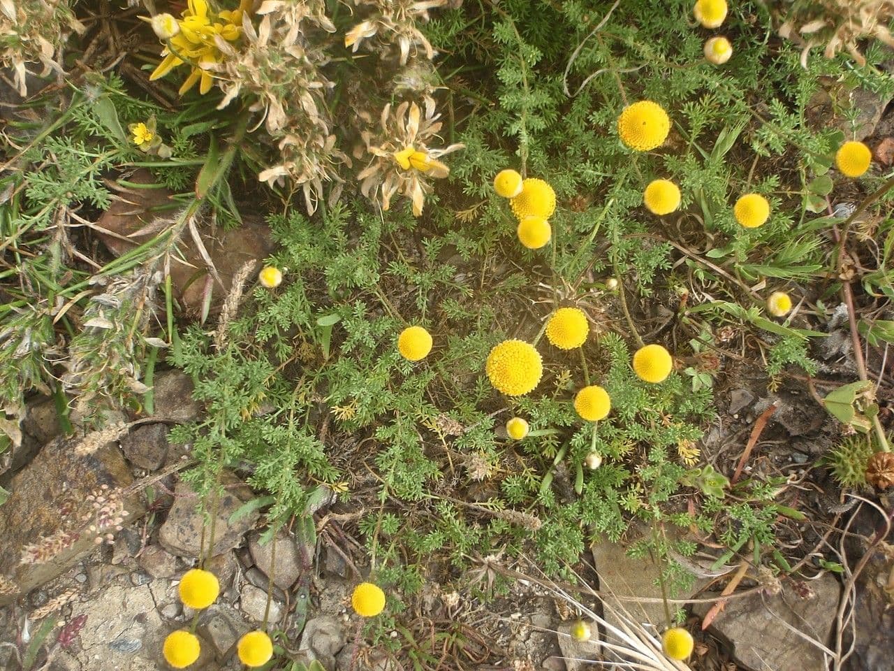 Cotula anthemoides 6
