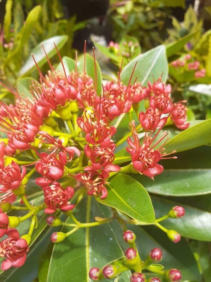 Xanthostemon 3