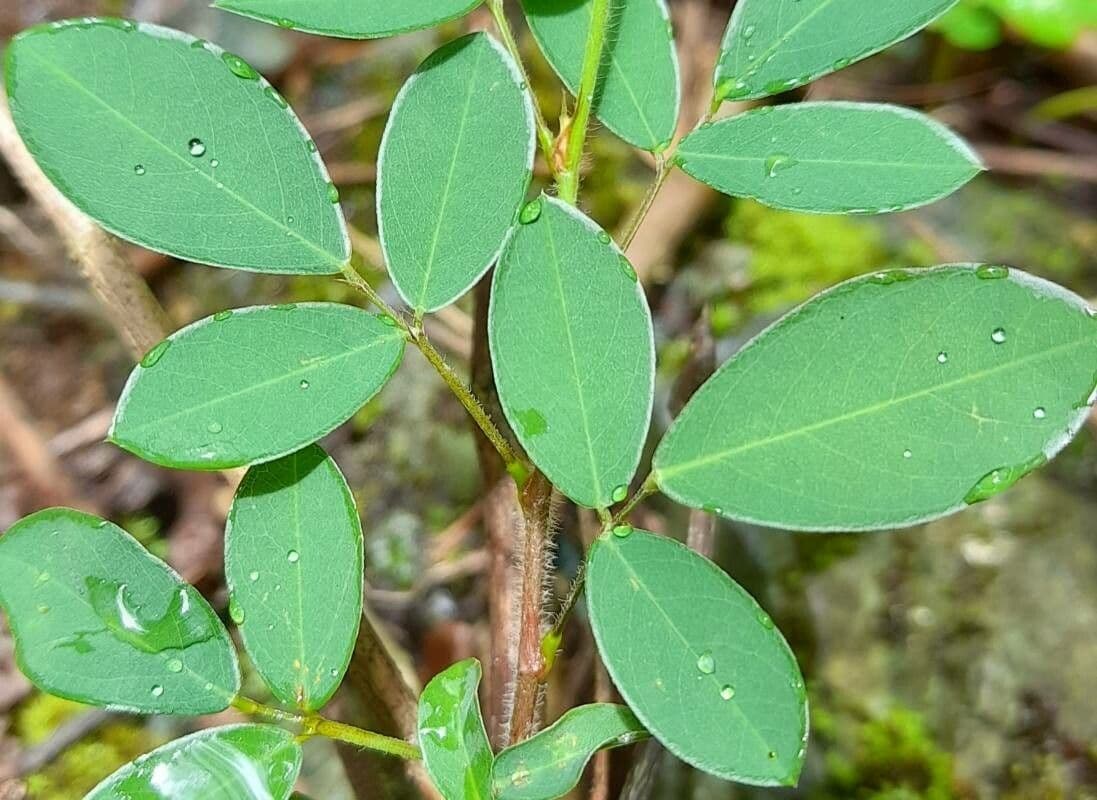 Desmodium ciliare 3