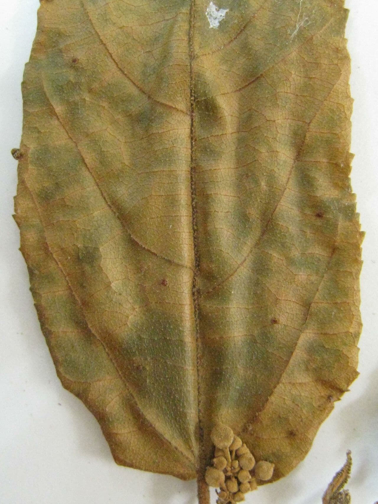 Guazuma 26