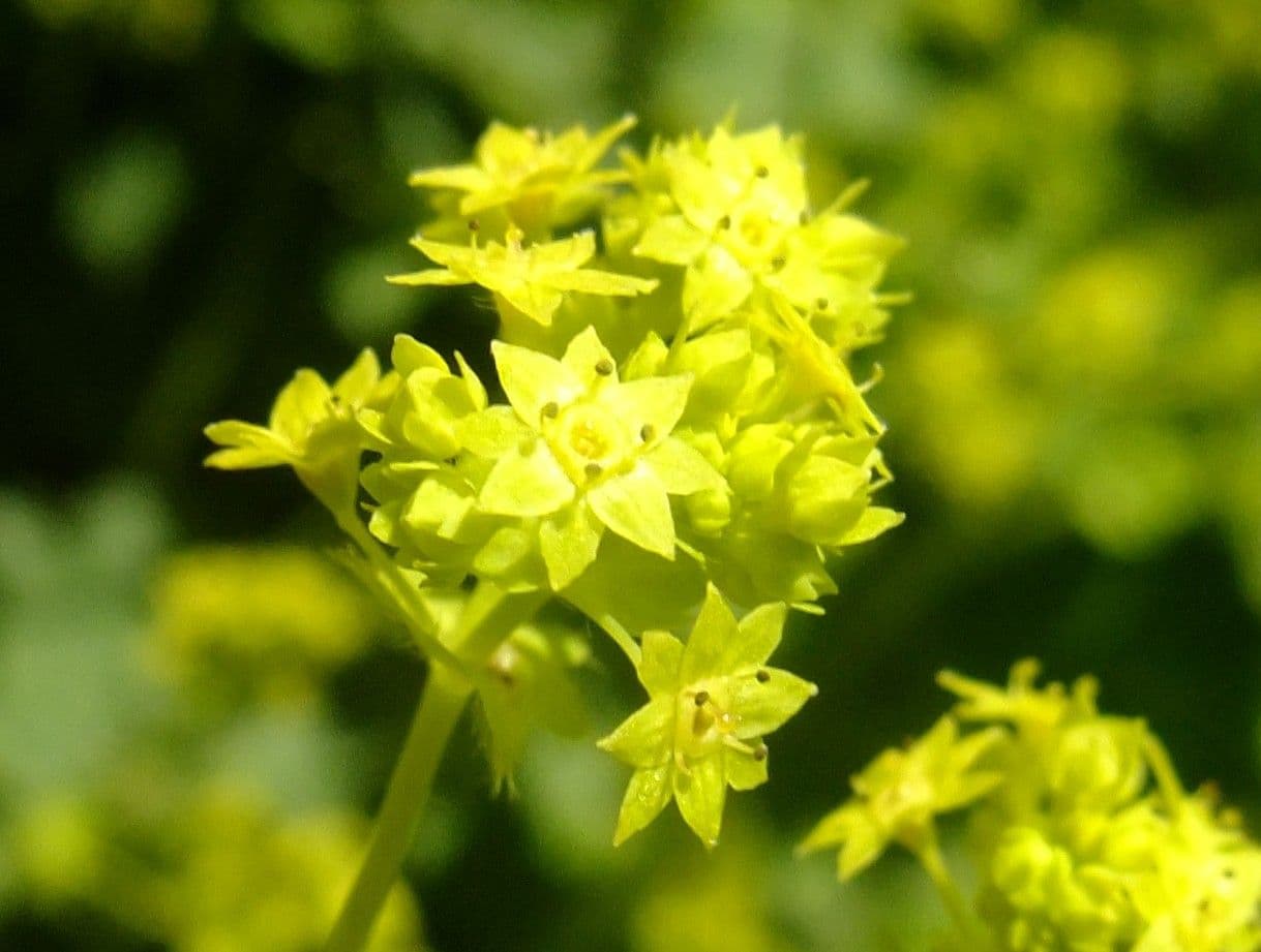 Alchemilla coriacea 5