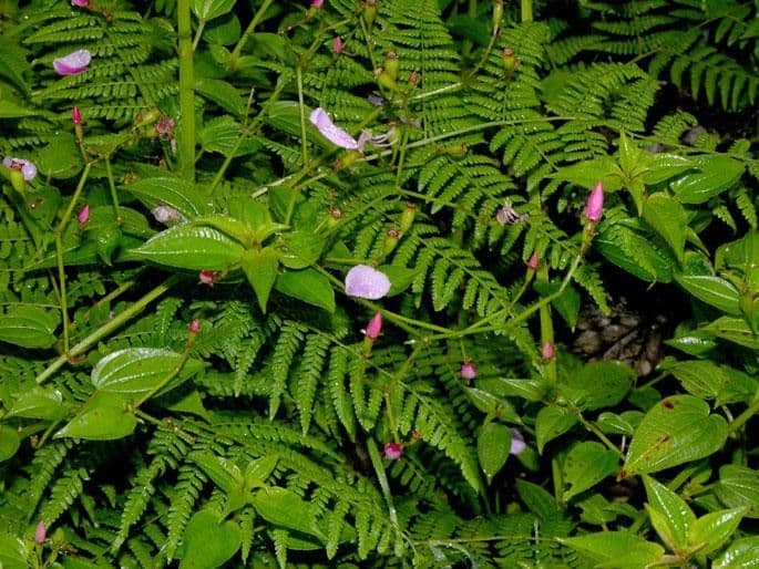 Arthrostemma 6