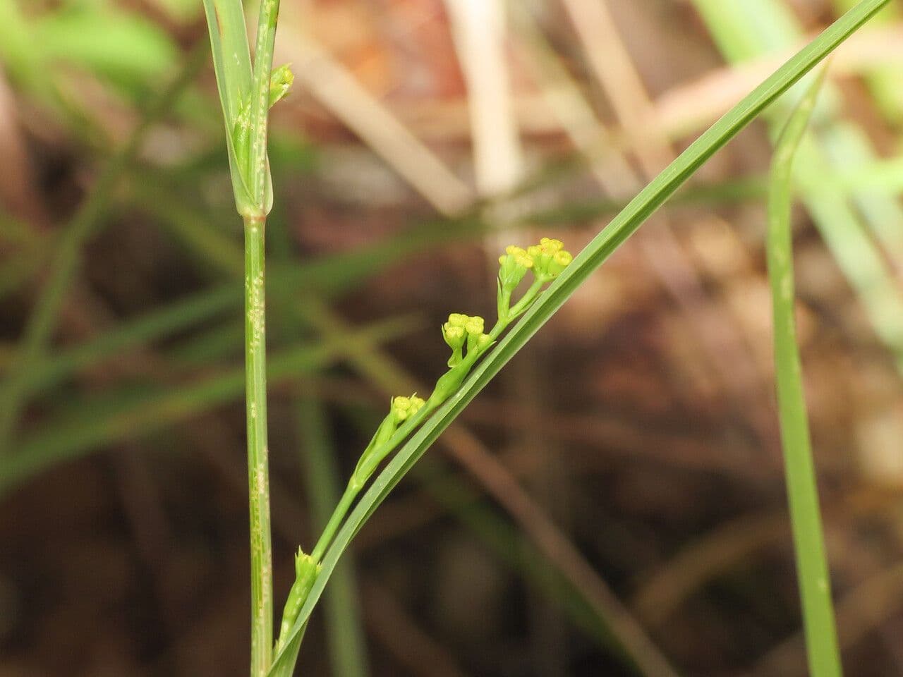 Bupleurum 9