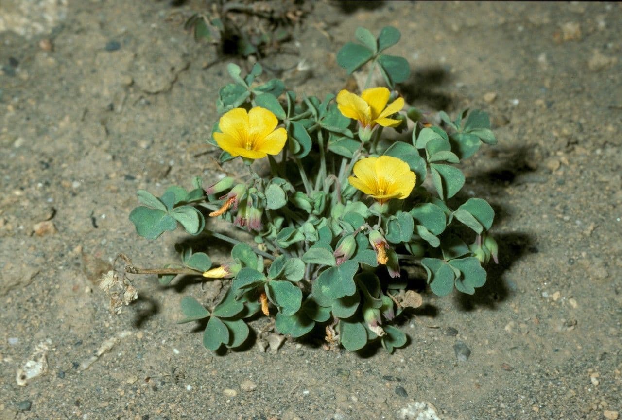 Acetosa 10