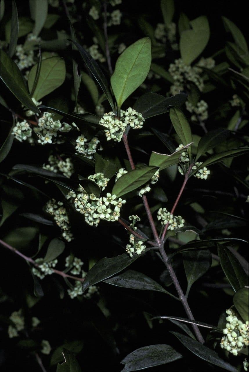 Microtropis 3
