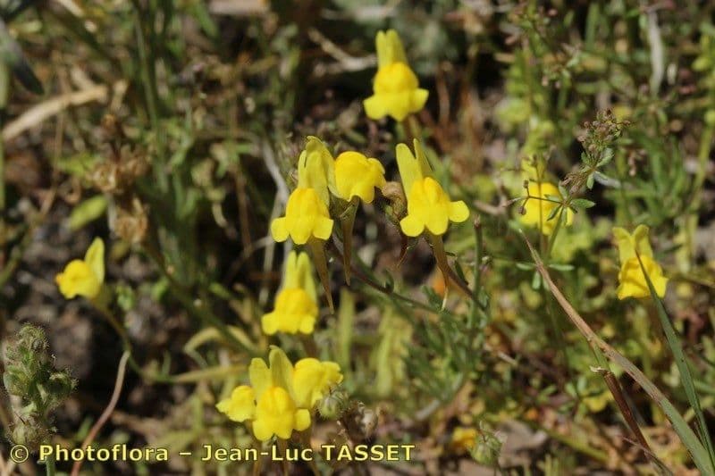 Linaria oblongifolia 9