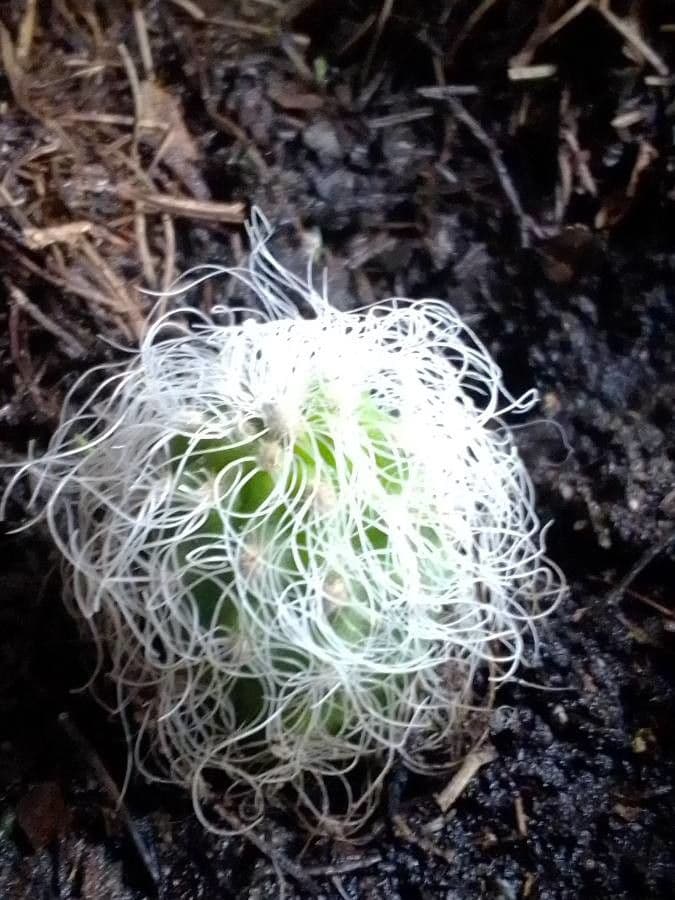 Cactus vecchio 18
