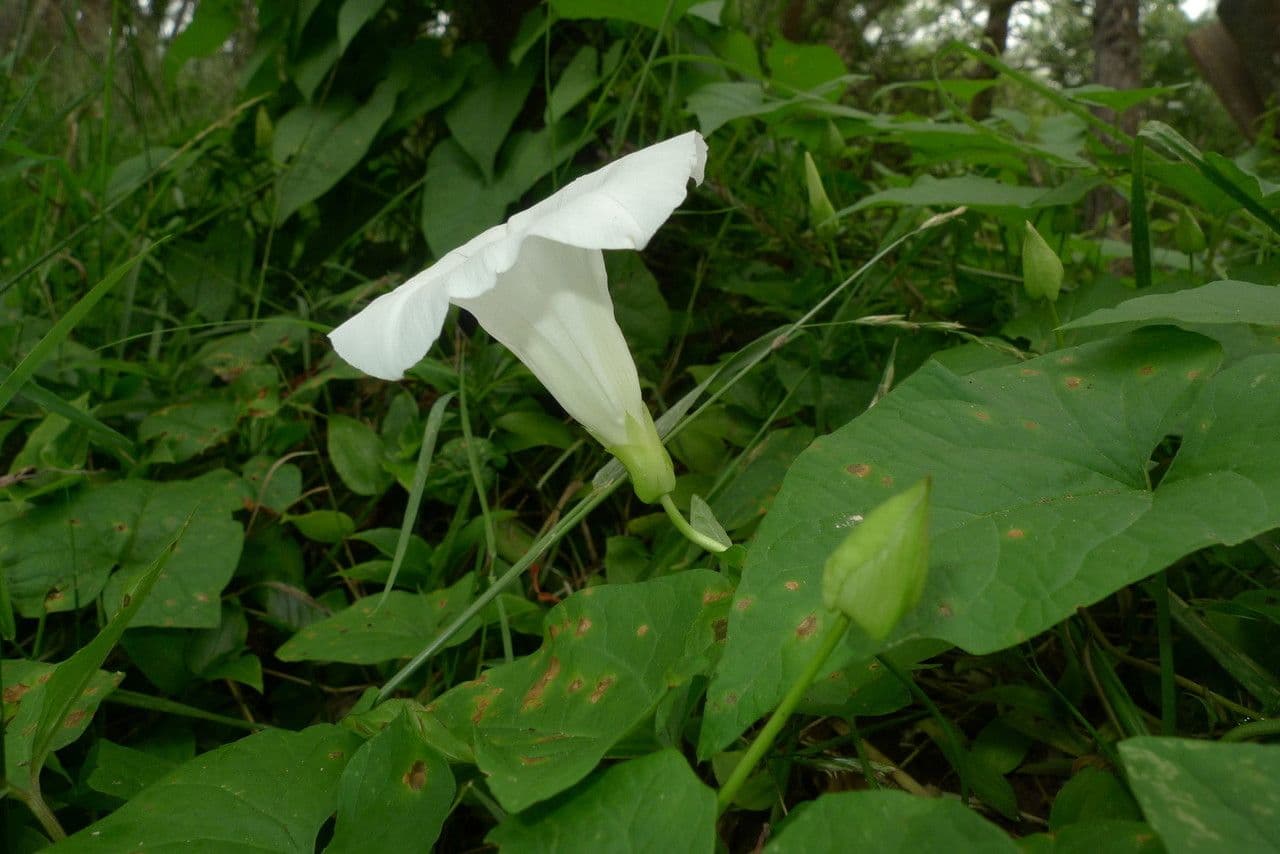 Vilucchiello delle siepi 21