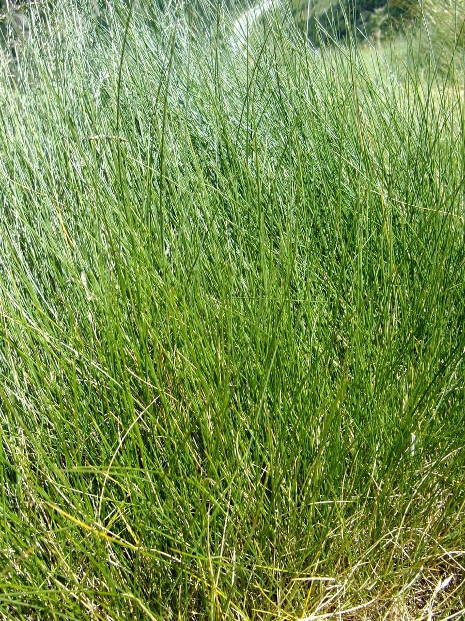 Festuca ovina 15