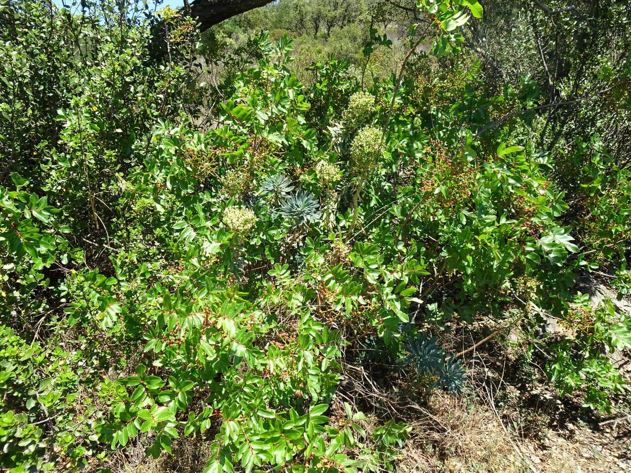 Cornicabra 14