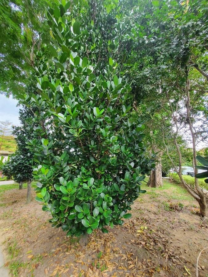 Garcinia cochinchinensis 7
