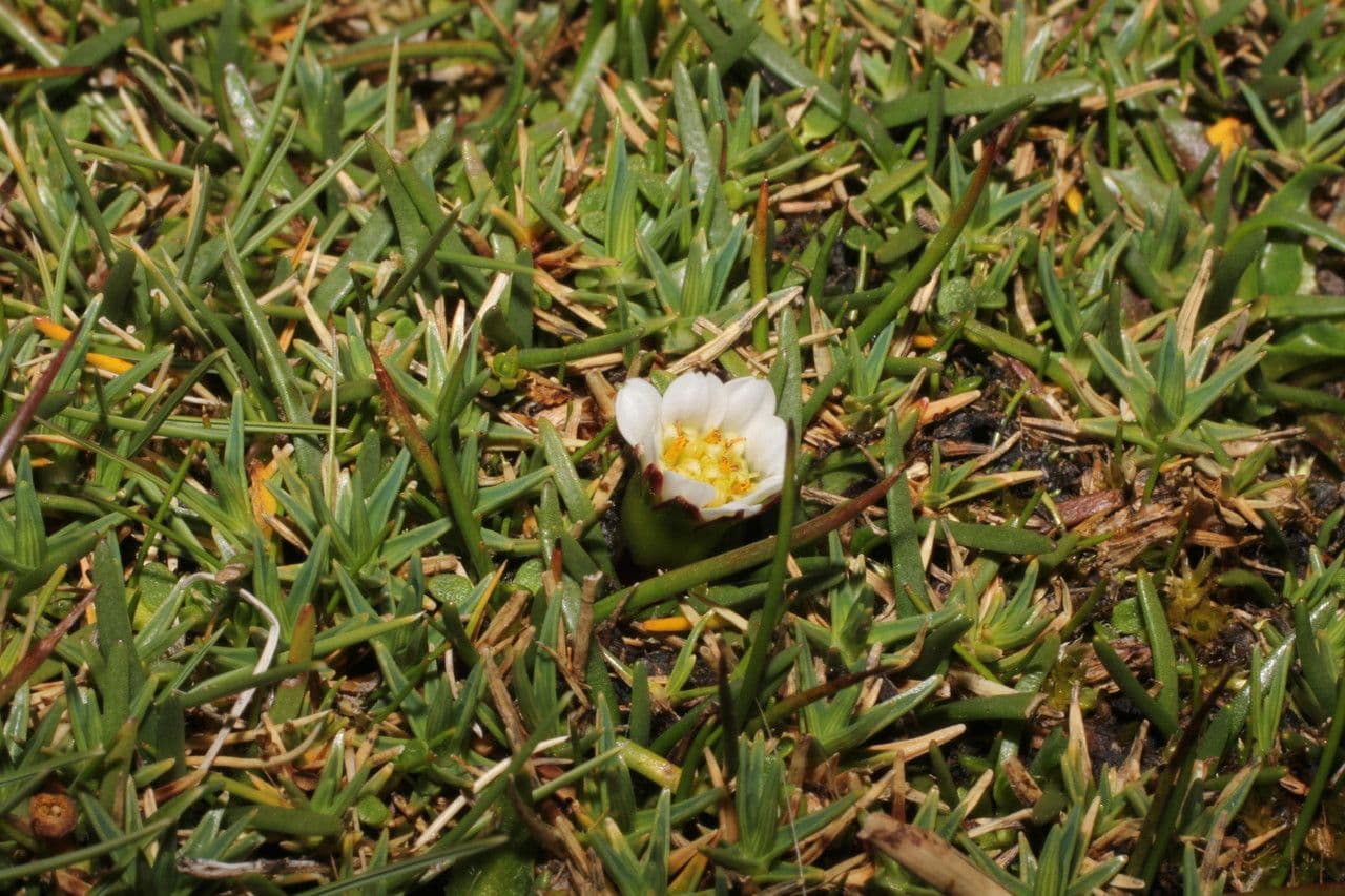 Werneria 3