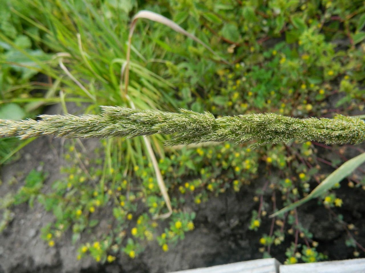Agrostis exarata 2