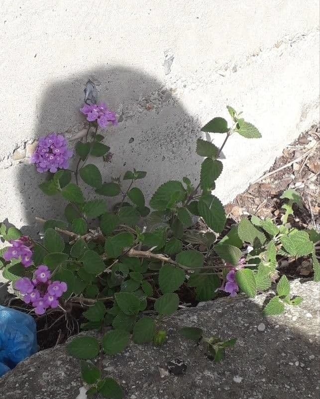 Lantana 12