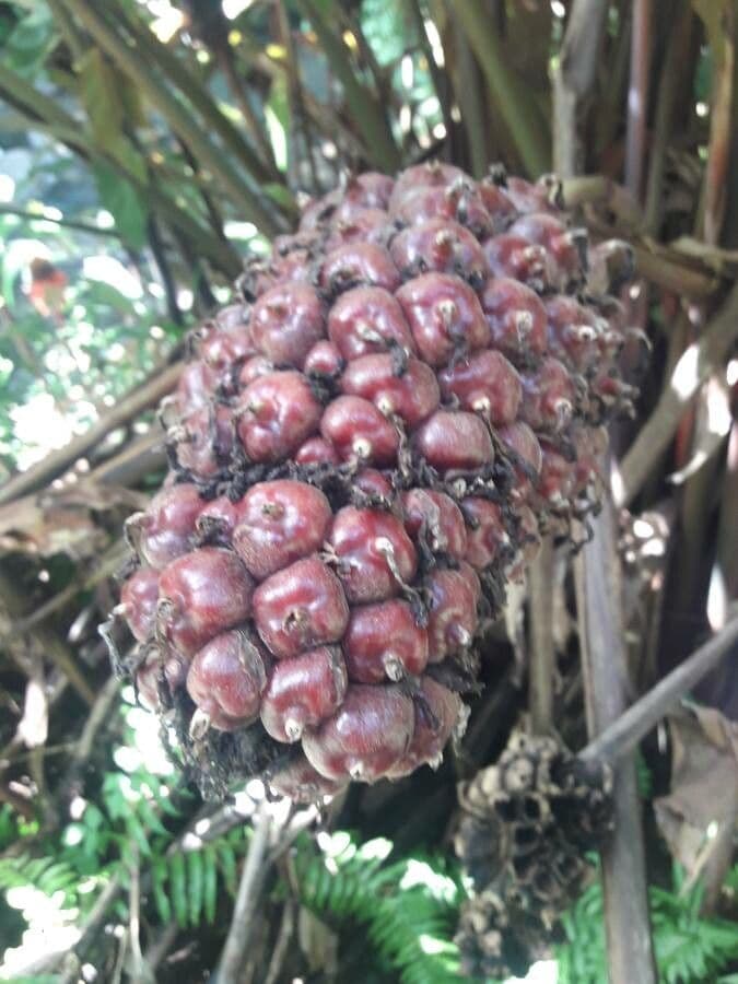 Fleur de cire philippine 2