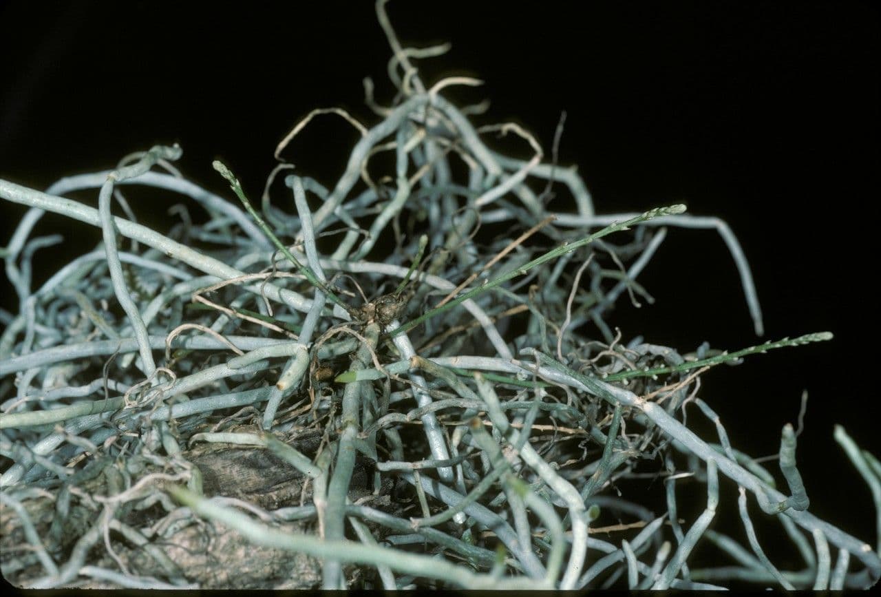 Microcoelia