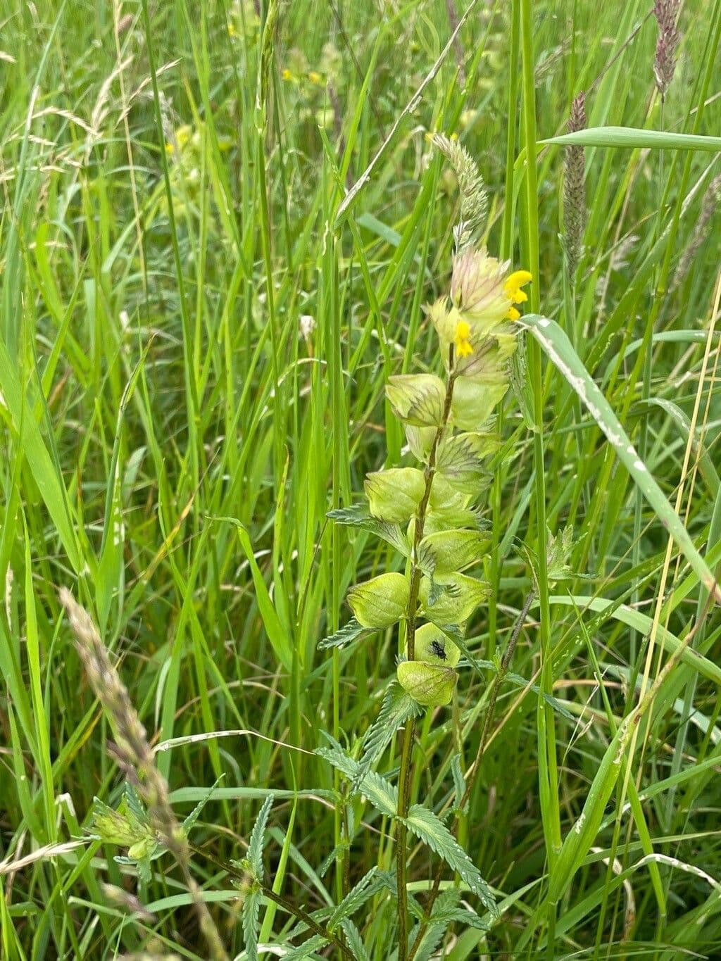 Petit rhinanthe 13