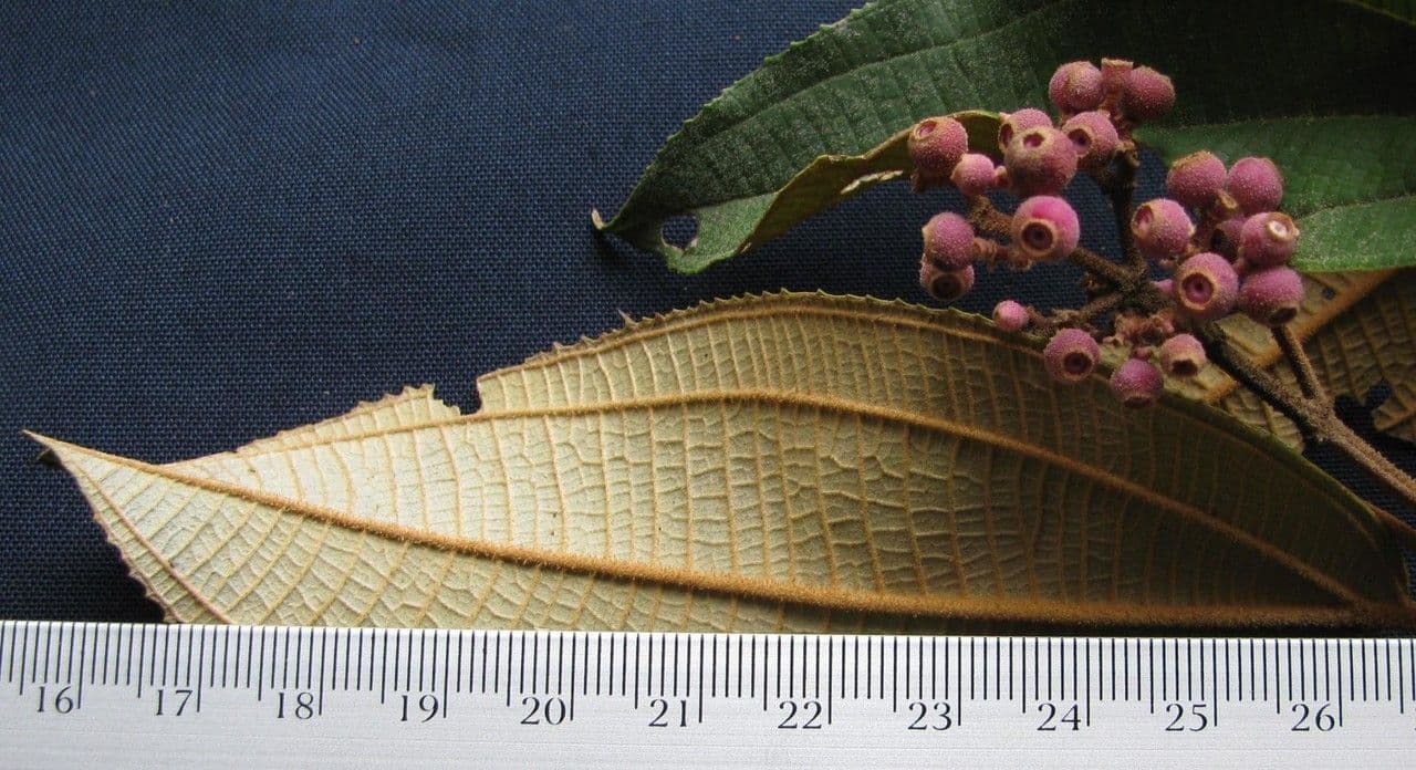 Miconia xalapská 22