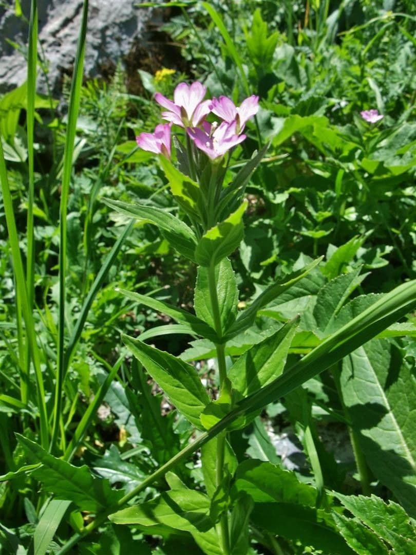Epilobium alpestre 14