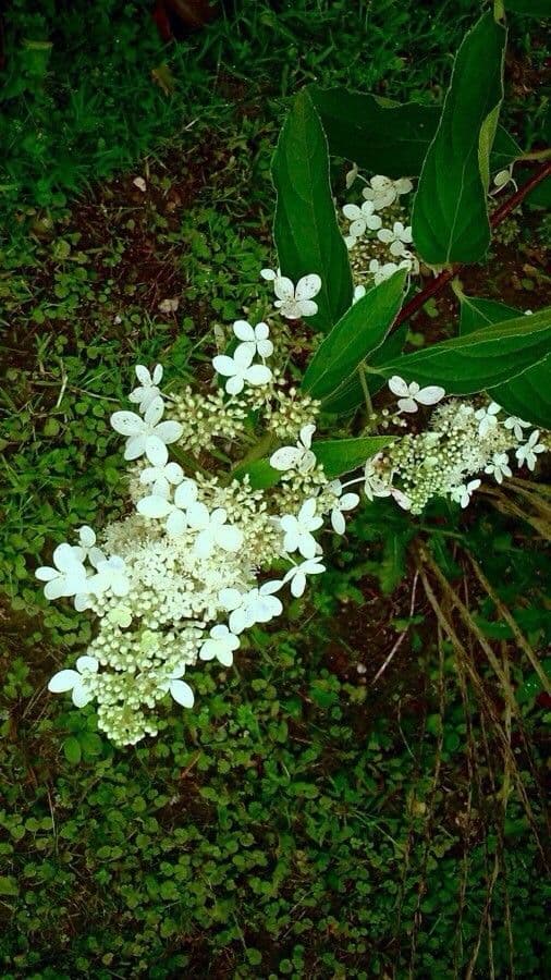 Peegee hydrangea 6