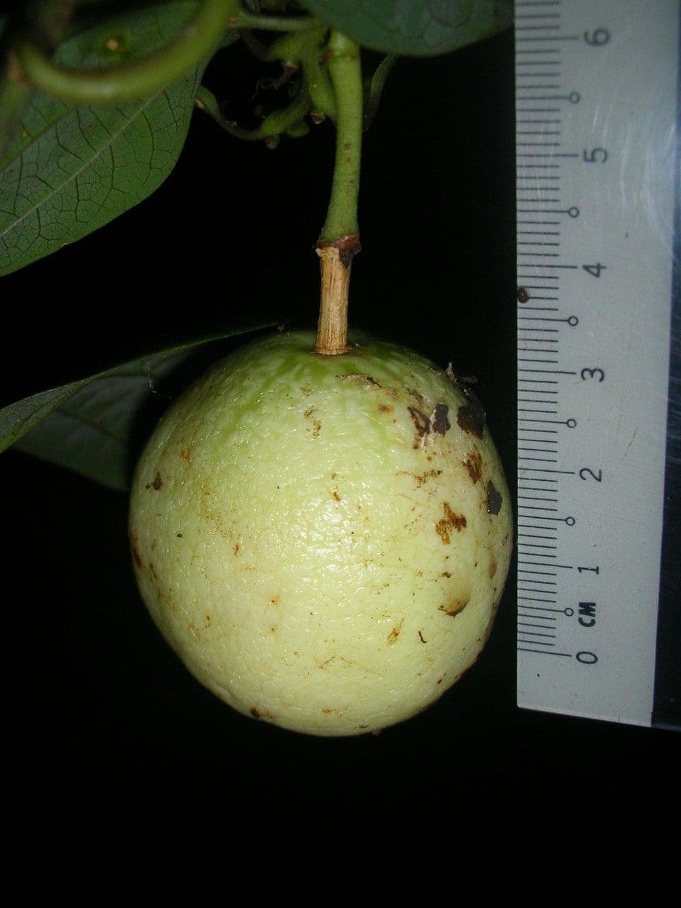 Passiflora 2