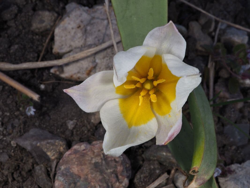 Tulipano bifloro