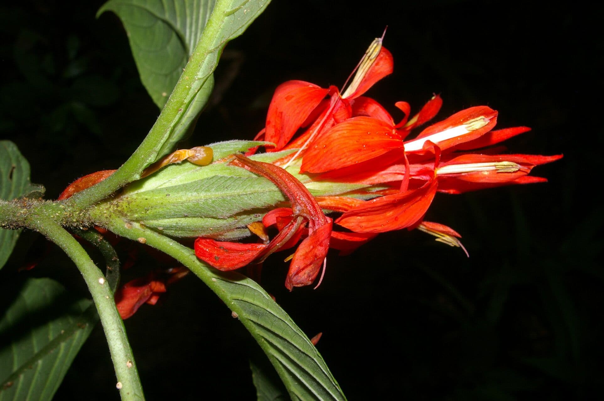 Aphelandra tridentata