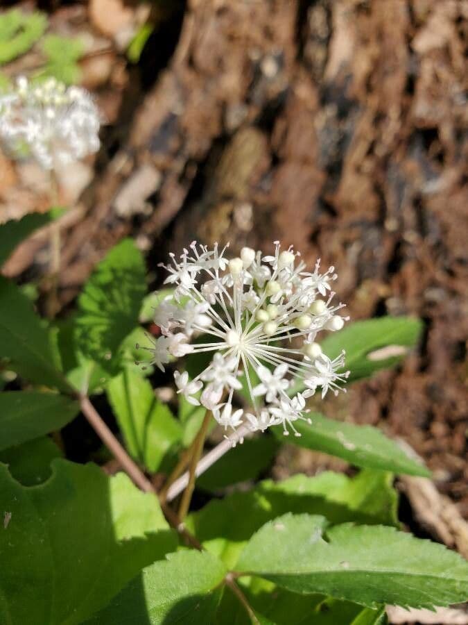 Panax trifolius 2