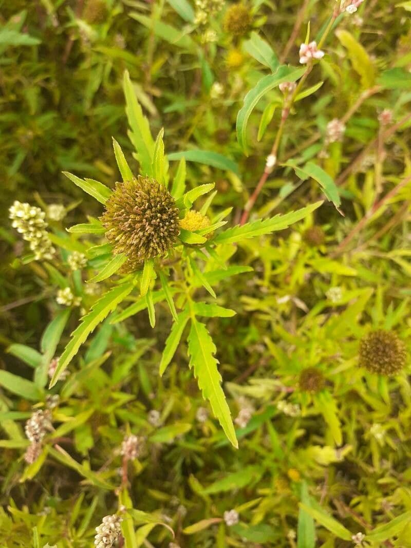 Bidens radiata 9