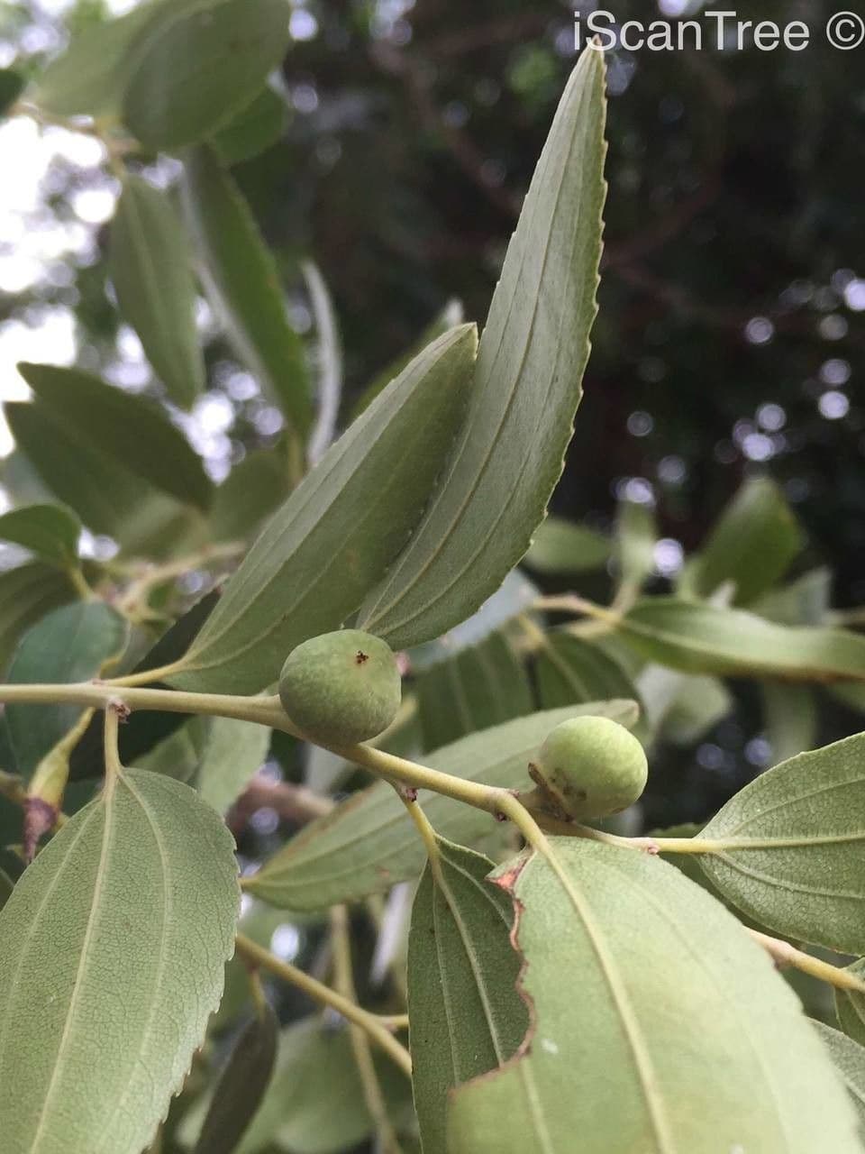 Ziziphus 2