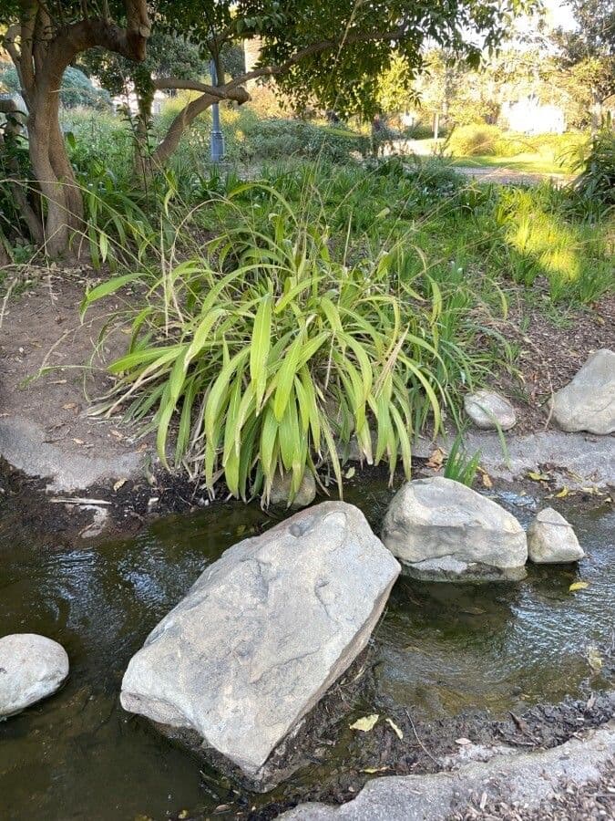 Setaria palmata 9