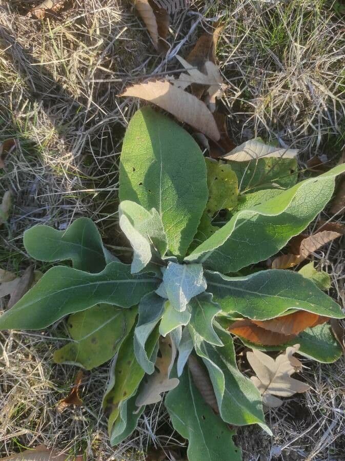 Verbasco phlomoides 17
