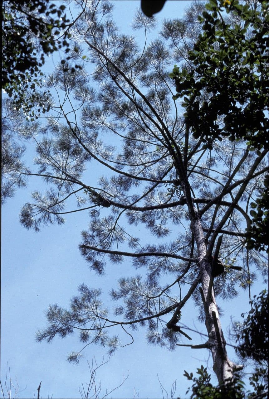 Gymnostoma 5