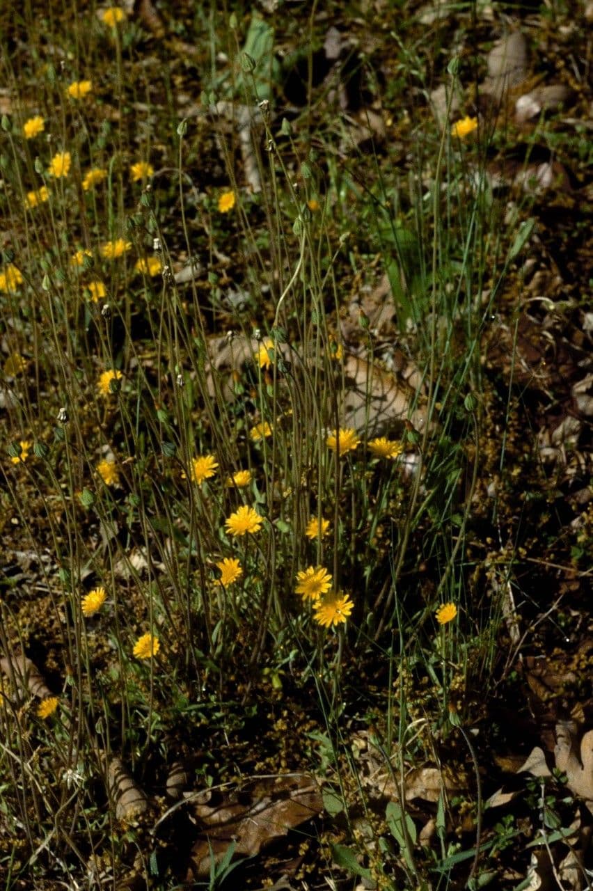 Krigia virginiana 8