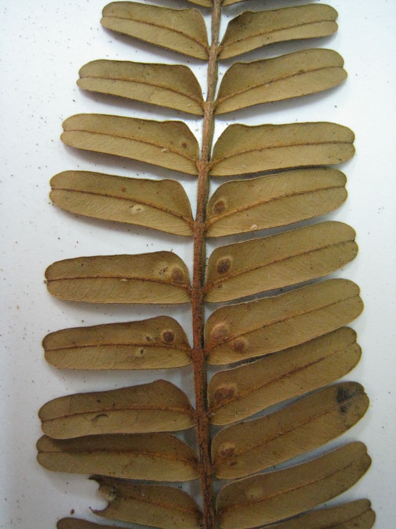 Macrolobium 4