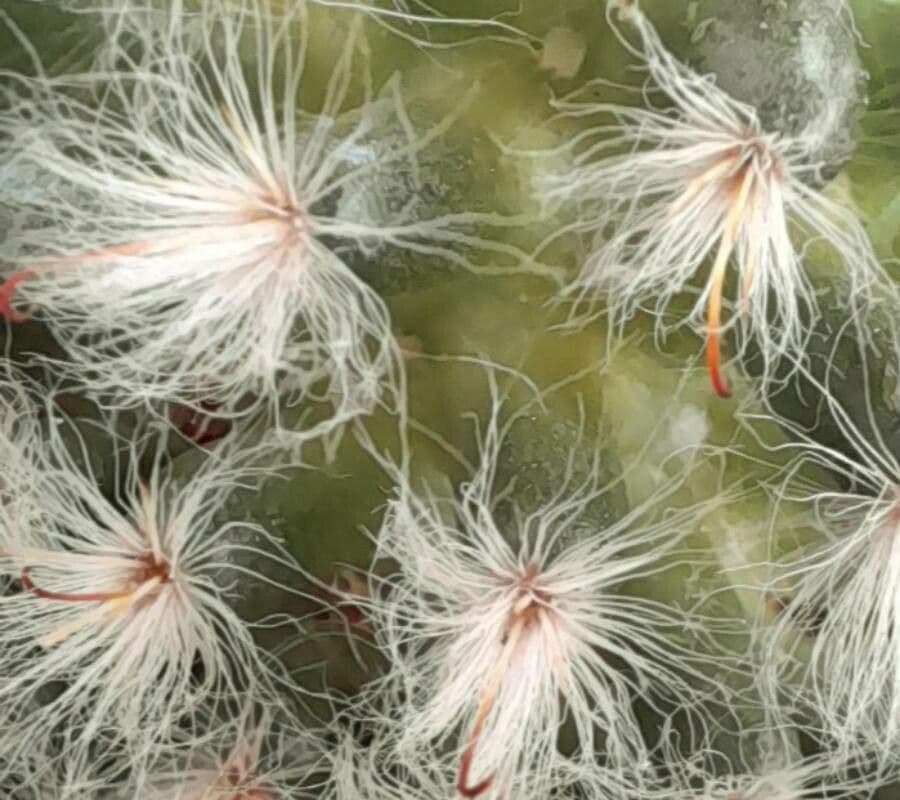 Cactus 25