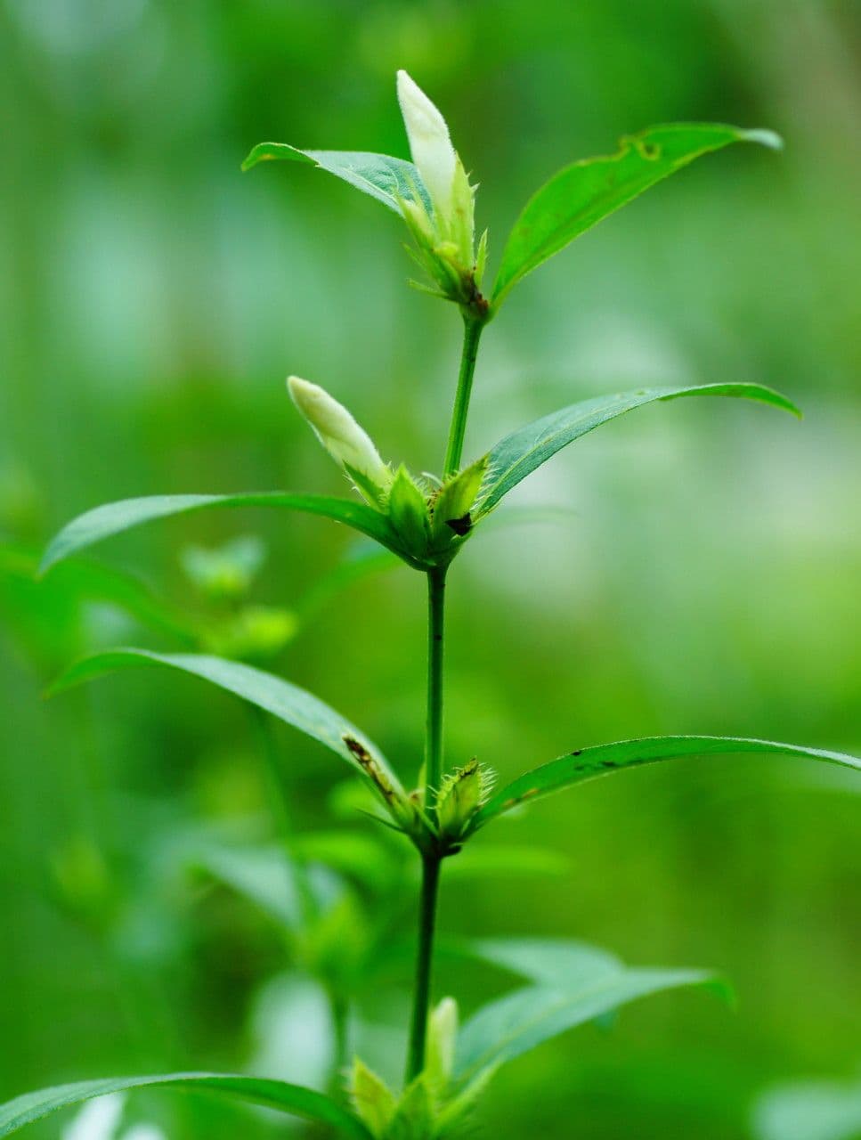Bürstenblume 20