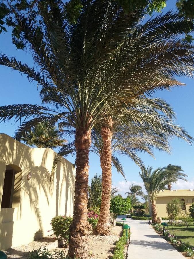 Palma da datteri 16
