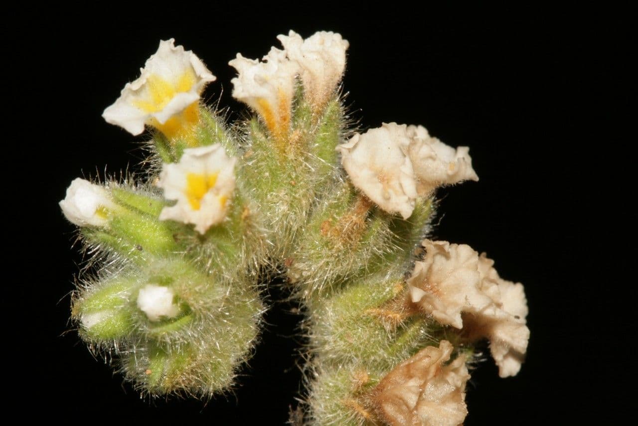 Zottiger Heliotrop 4