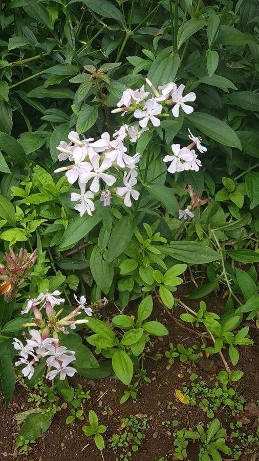 Saponaria comune 28