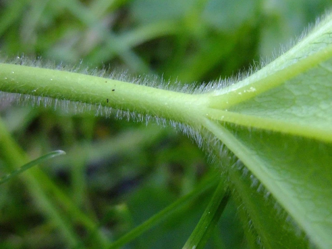 Alchemilla comune 18