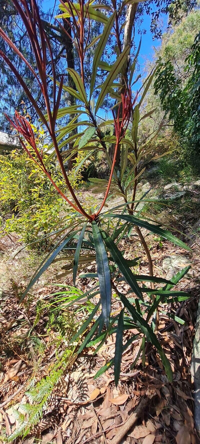 Banksia 2